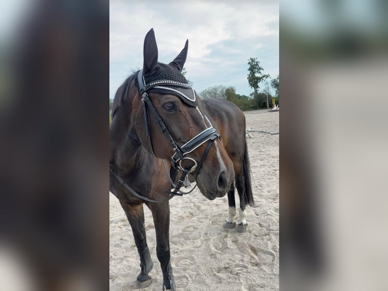 Westfaliano Giumenta 19 Anni 165 cm Baio in Norstedt