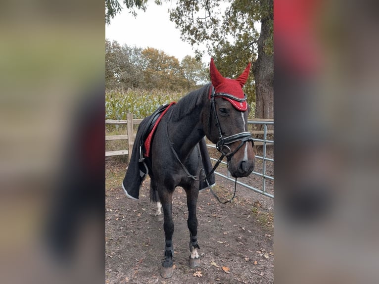 Westfaliano Giumenta 19 Anni 165 cm Baio in Norstedt