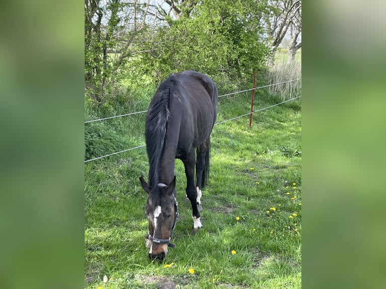 Westfaliano Giumenta 19 Anni 165 cm Baio in Norstedt