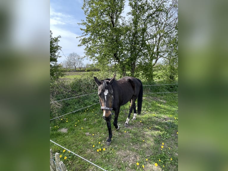 Westfaliano Giumenta 19 Anni 165 cm Baio in Norstedt