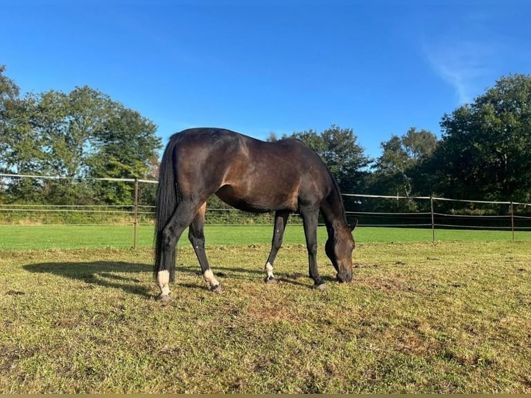 Westfaliano Giumenta 19 Anni 165 cm Baio in Norstedt