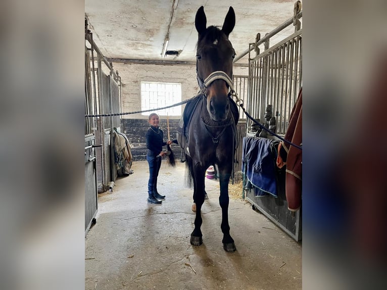 Westfaliano Giumenta 19 Anni 165 cm Baio scuro in Essen