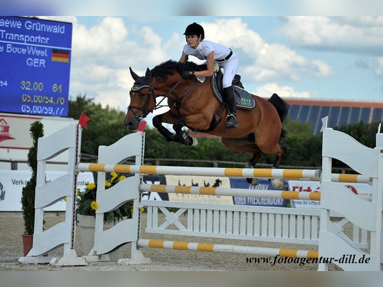 Westfaliano Giumenta 19 Anni 168 cm Baio in Bayerisch Gmain