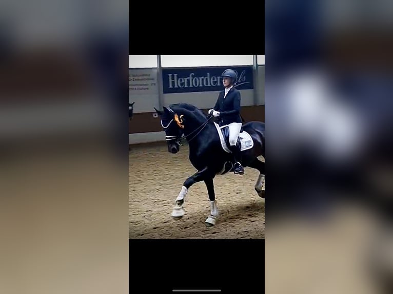 Westfaliano Giumenta 19 Anni 168 cm Baio scuro in Höxter