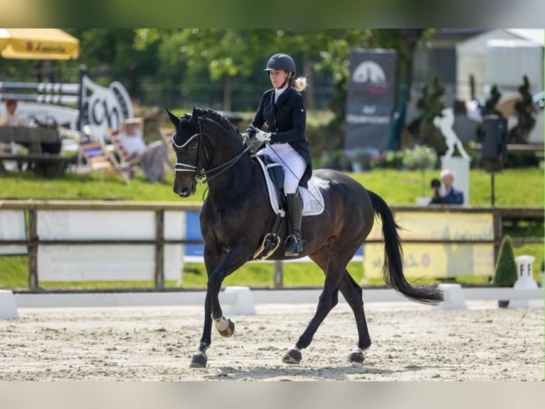 Westfaliano Giumenta 19 Anni 168 cm Baio scuro in Höxter