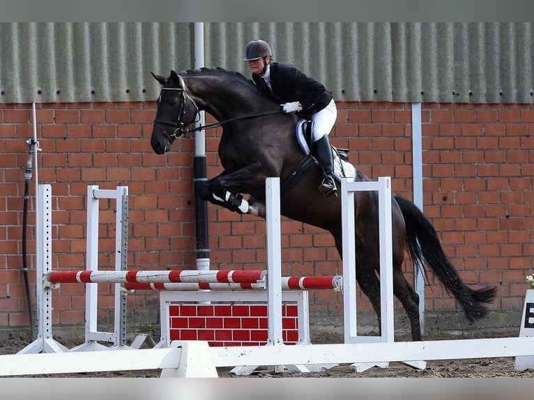 Westfaliano Giumenta 19 Anni 171 cm Baio nero in Warendorf