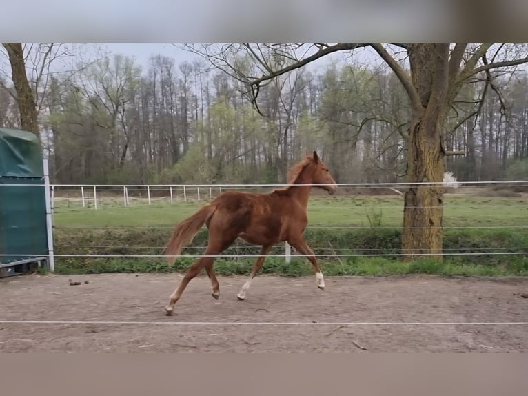 Westfaliano Giumenta 1 Anno 163 cm Sauro scuro in Billigheim-Ingenheim