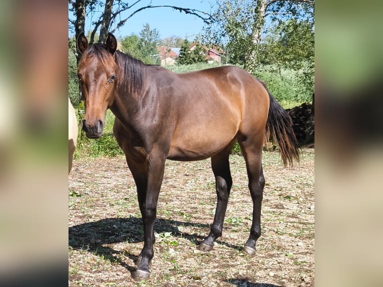 Westfaliano Giumenta 1 Anno 165 cm  in Viry