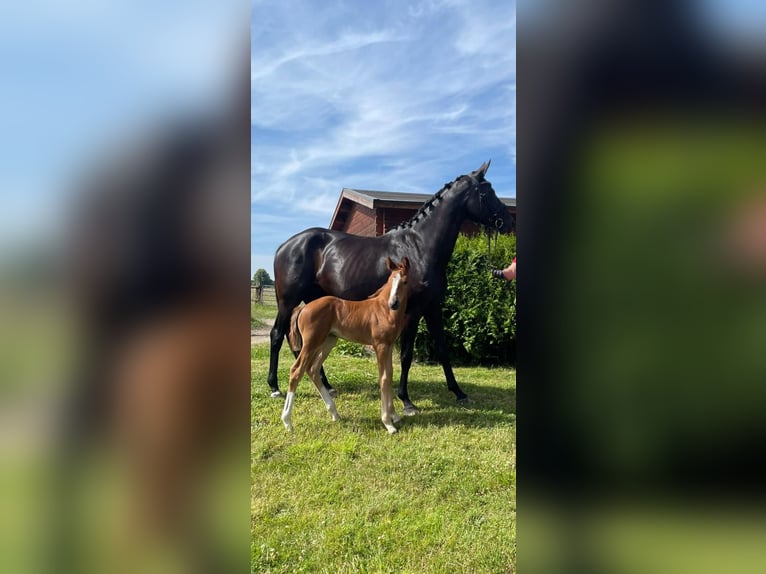 Westfaliano Giumenta 1 Anno 165 cm Sauro in Südlohn