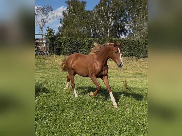 Westfaliano Giumenta 1 Anno 169 cm Sauro scuro in Attendorn