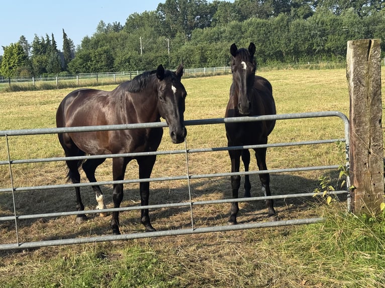 Westfaliano Giumenta 1 Anno 170 cm Morello in EmsdettenEmsdetten