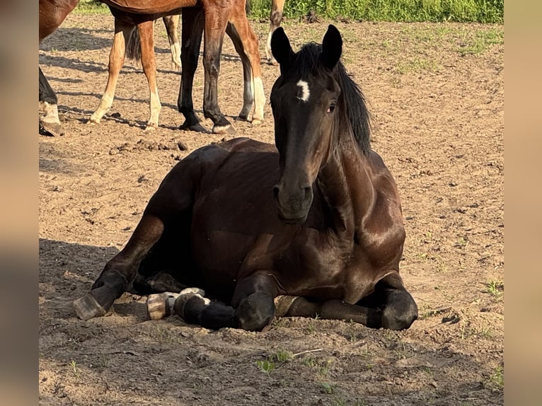 Westfaliano Giumenta 1 Anno 170 cm Morello in EmsdettenEmsdetten