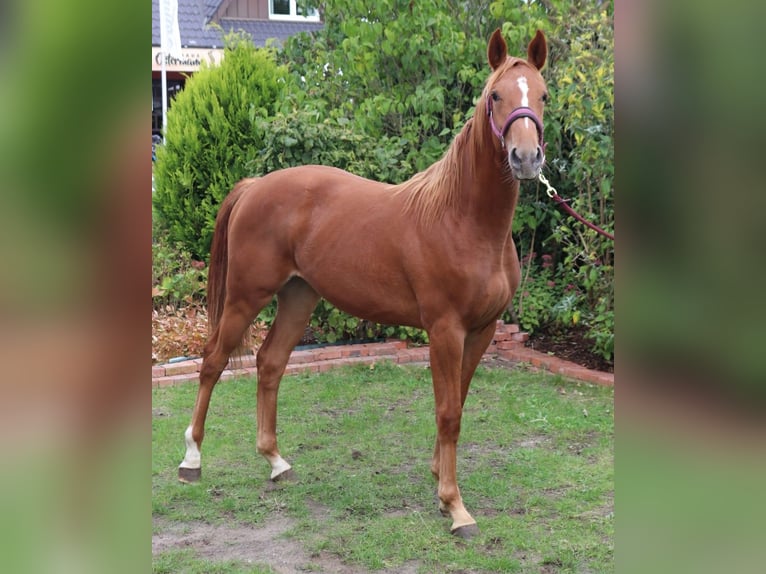 Westfaliano Giumenta 1 Anno 170 cm Sauro in Legden