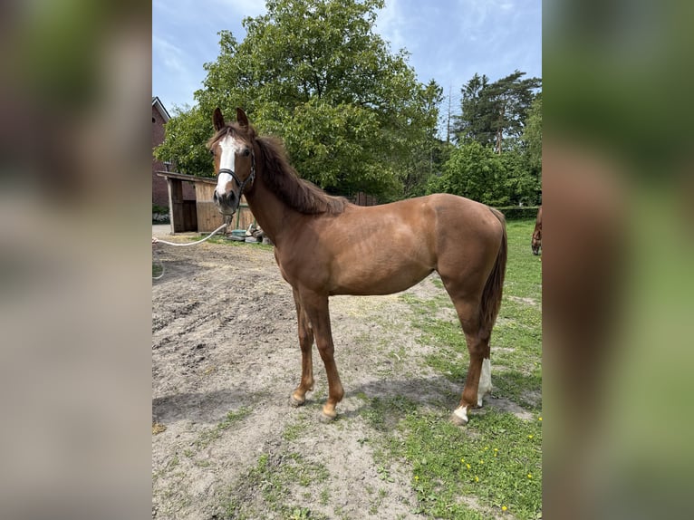 Westfaliano Giumenta 1 Anno 172 cm Sauro in Velen