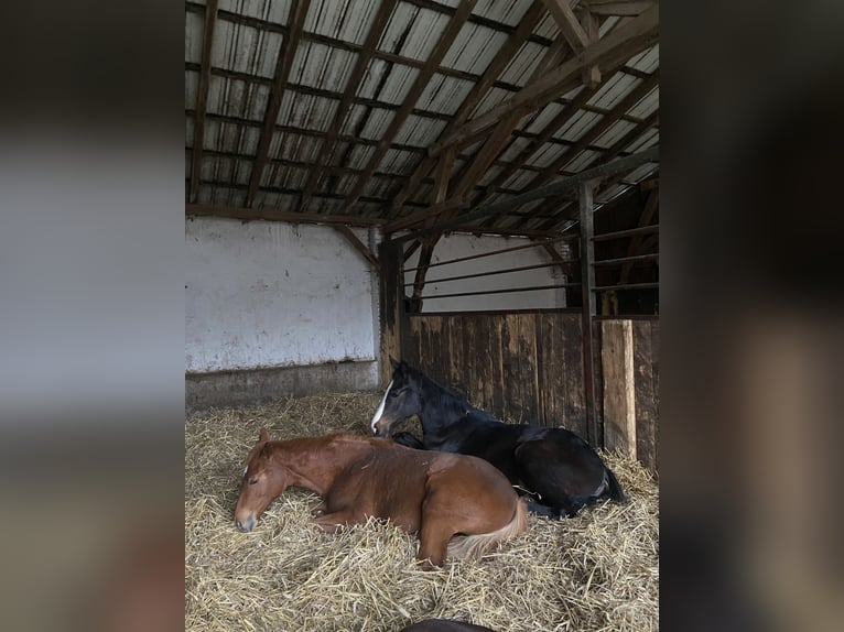 Westfaliano Giumenta 1 Anno 175 cm Baio nero in Ratingen