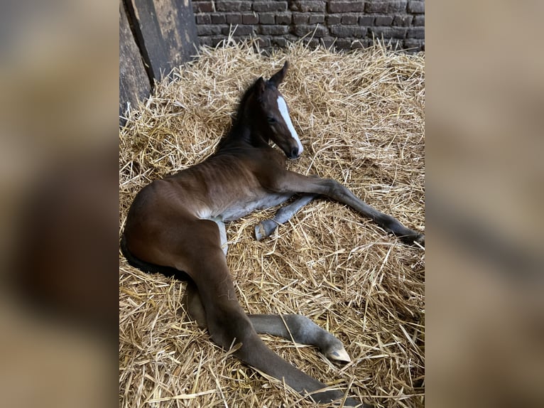 Westfaliano Giumenta 1 Anno 175 cm Baio nero in Ratingen