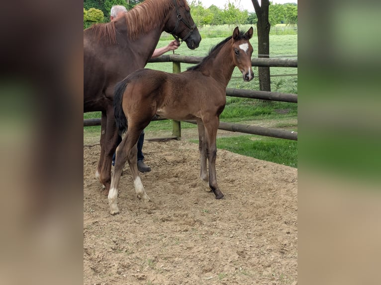 Westfaliano Giumenta 1 Anno Baio in Vreden