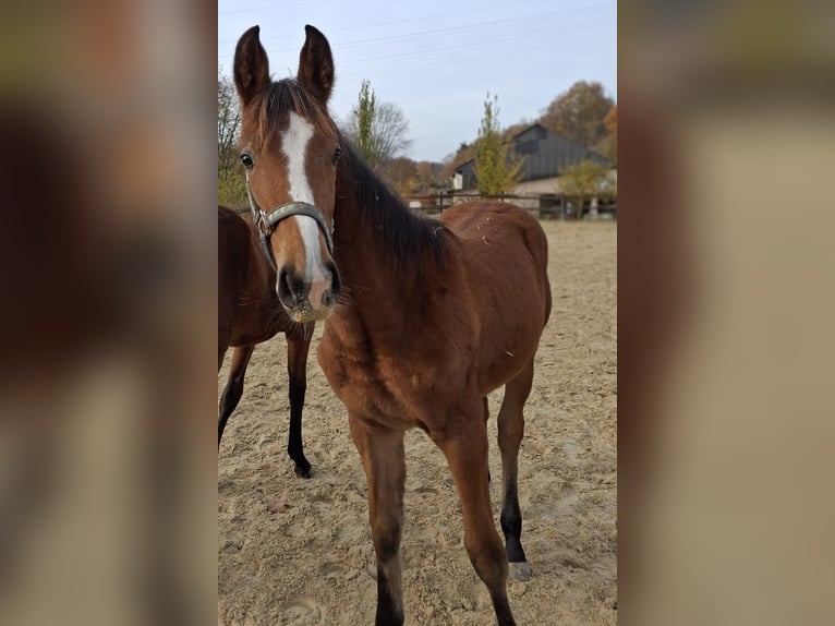 Westfaliano Giumenta 1 Anno Baio in Dornburg