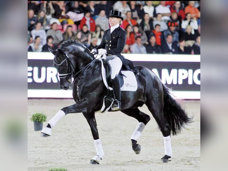 Westfaliano Giumenta 1 Anno Baio nero in Horstmar