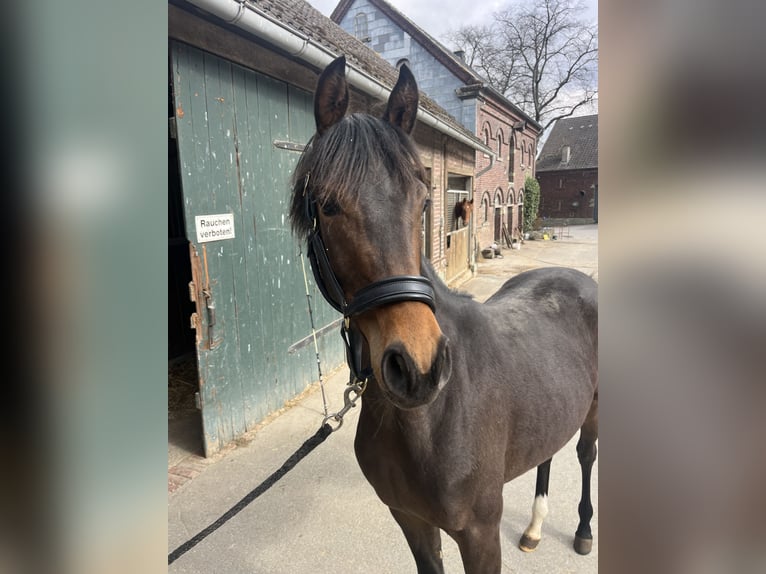 Westfaliano Giumenta 1 Anno Baio in Soest