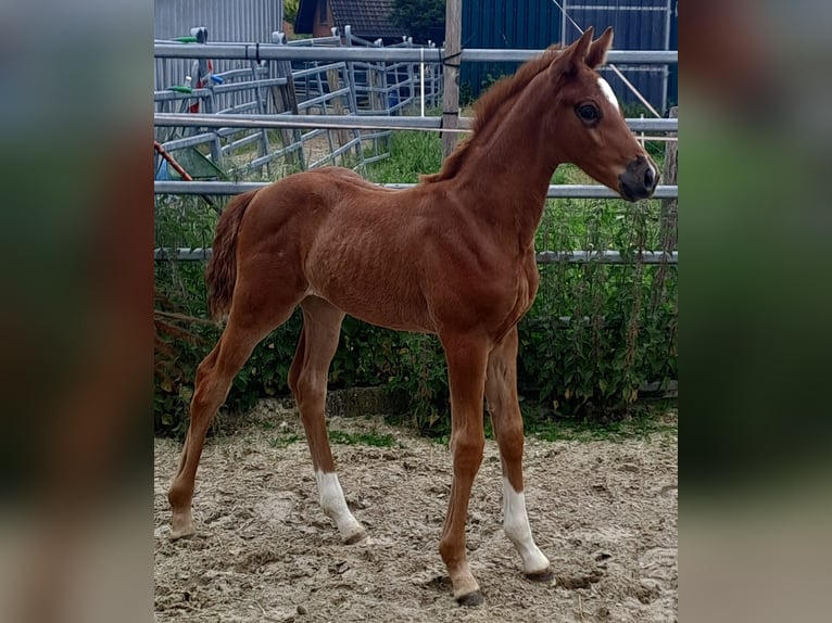 Westfaliano Giumenta 1 Anno Sauro scuro in Borchen