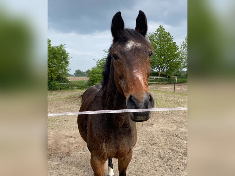 Westfaliano Giumenta 20 Anni 165 cm Baio in Wildeshausen
