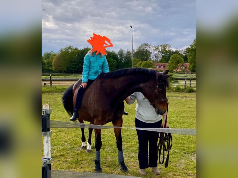 Westfaliano Giumenta 20 Anni 165 cm Baio in Wildeshausen