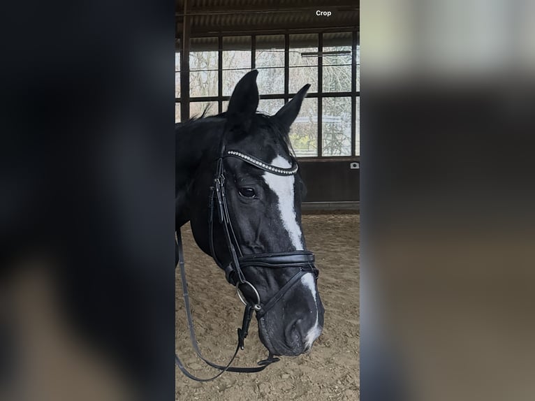 Westfaliano Giumenta 20 Anni 165 cm Morello in Dortmund