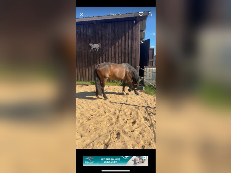 Westfaliano Giumenta 21 Anni 153 cm Baio in Selters