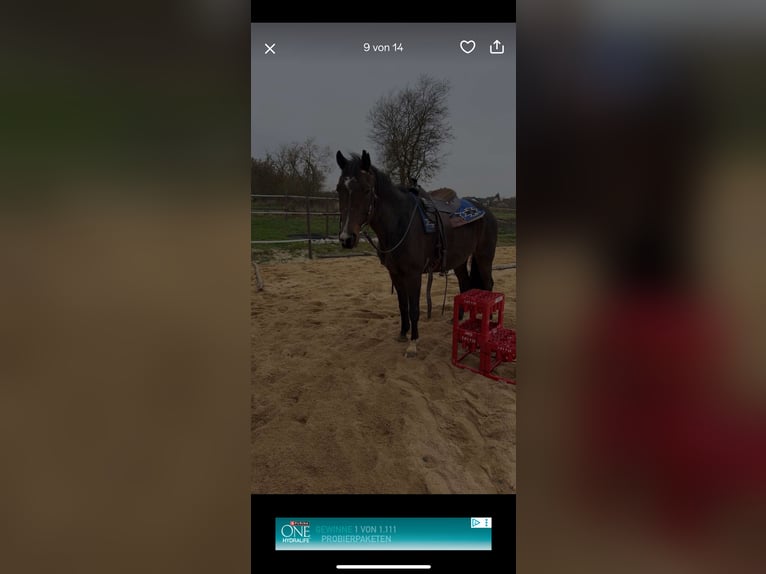 Westfaliano Giumenta 21 Anni 153 cm Baio in Selters