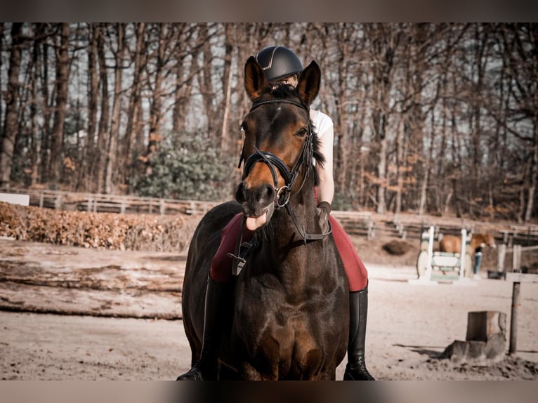 Westfaliano Giumenta 22 Anni 160 cm Baio in Remscheid