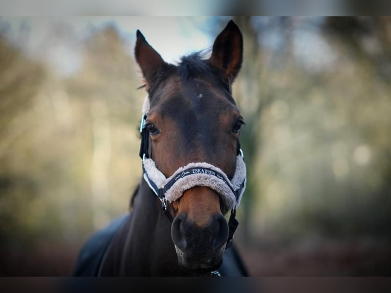 Westfaliano Giumenta 22 Anni 160 cm Baio in Remscheid