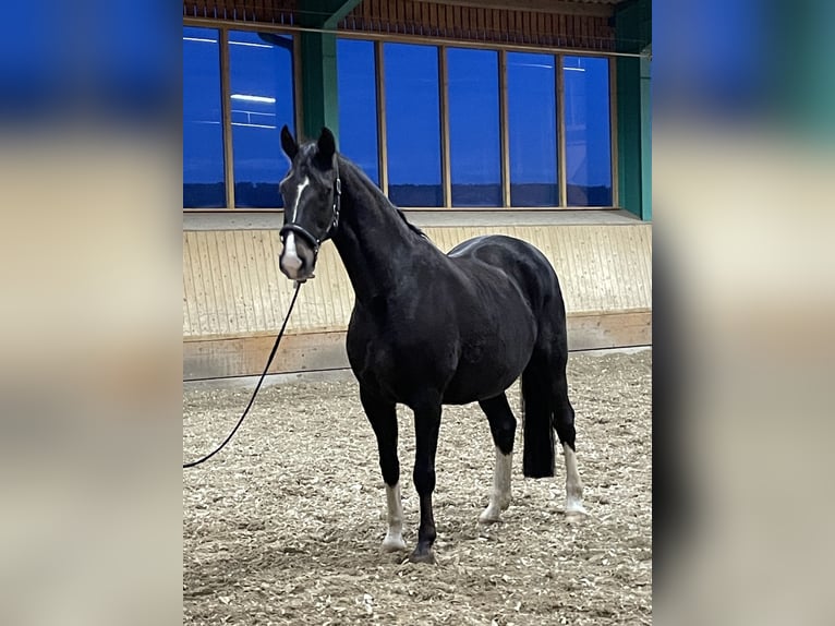 Westfaliano Giumenta 22 Anni 165 cm in Ibbenbüren