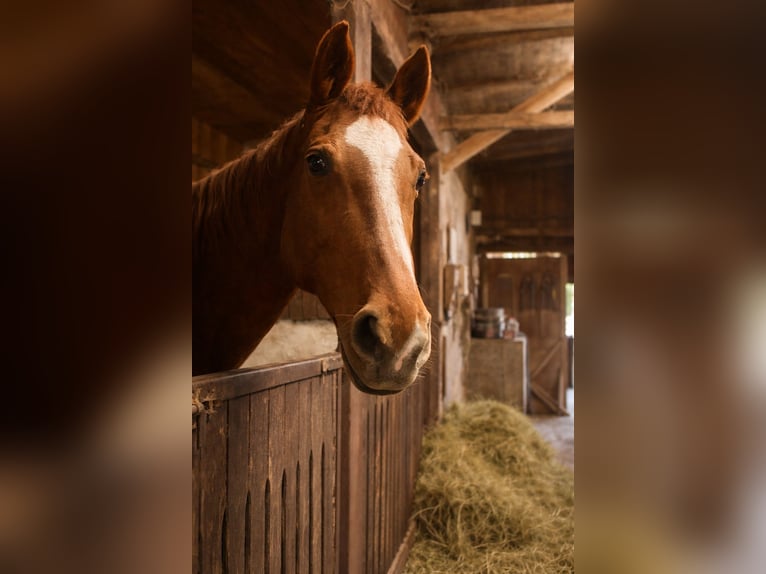 Westfaliano Giumenta 23 Anni 165 cm Sauro in Essen