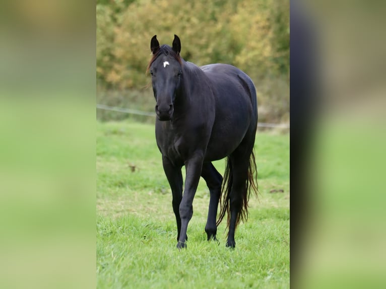 Westfaliano Giumenta 2 Anni 154 cm Morello in Nottuln