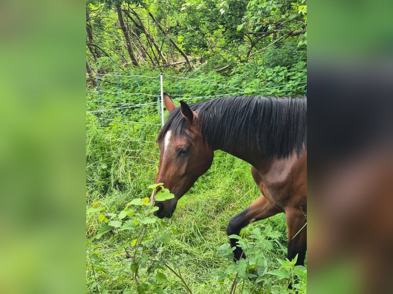 Westfaliano Giumenta 2 Anni 158 cm Baio in Deensen