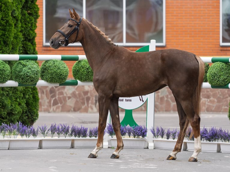 Westfaliano Giumenta 2 Anni 161 cm Sauro in M&#xFC;nster Handorf