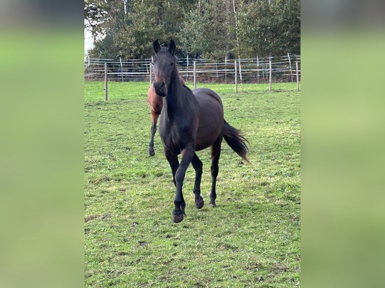 Westfaliano Giumenta 2 Anni 162 cm Baio scuro in Schermbeck