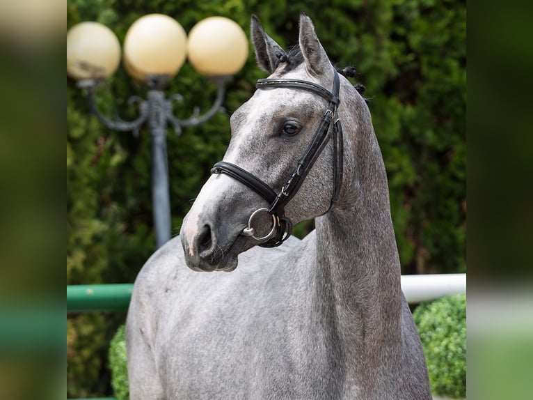 Westfaliano Giumenta 2 Anni 163 cm Grigio in M&#xFC;nster Handorf