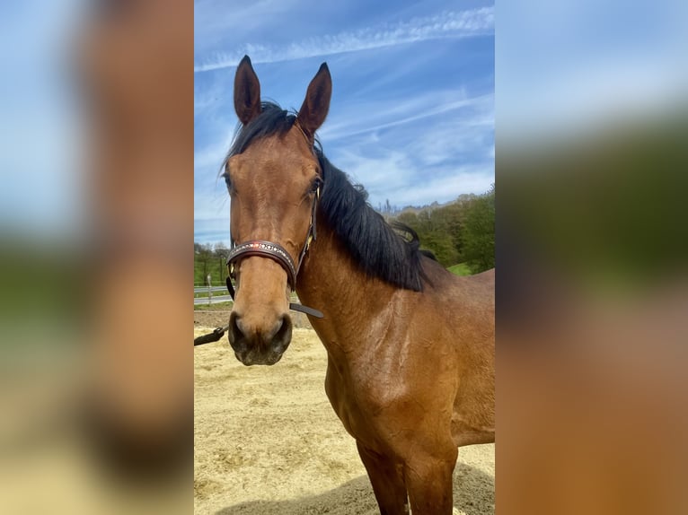 Westfaliano Giumenta 2 Anni 165 cm Baio ciliegia in Wipperfürth