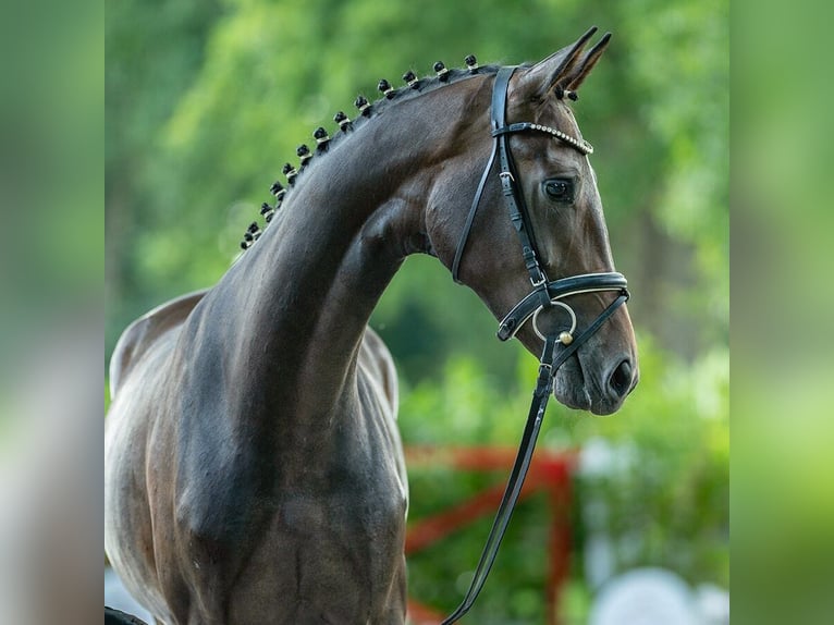 Westfaliano Giumenta 2 Anni 166 cm Baio in Münster-Handorf