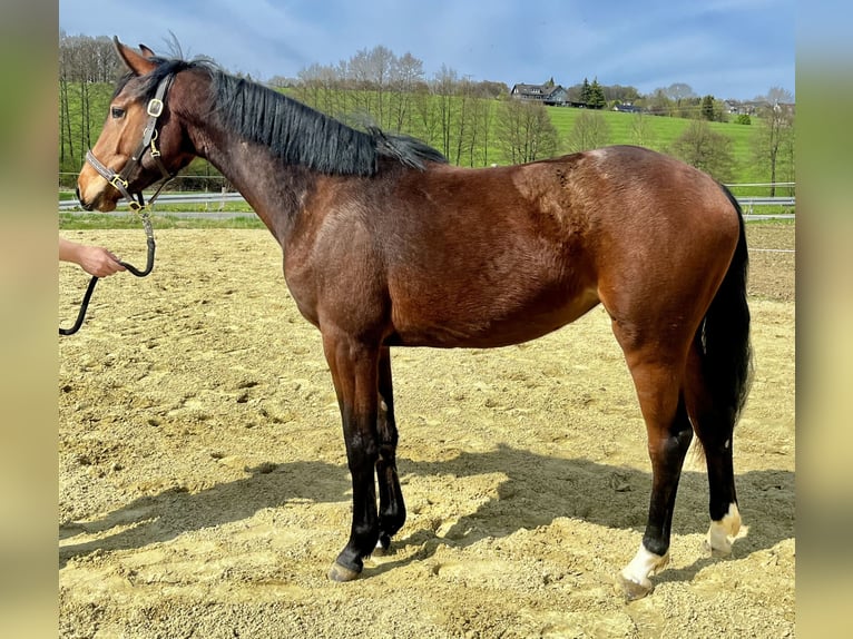 Westfaliano Giumenta 2 Anni 167 cm Baio in Wipperfürth