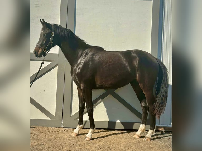 Westfaliano Giumenta 2 Anni 167 cm Baio scuro in Round Hill
