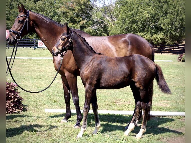 Westfaliano Giumenta 2 Anni 167 cm Baio scuro in Round Hill