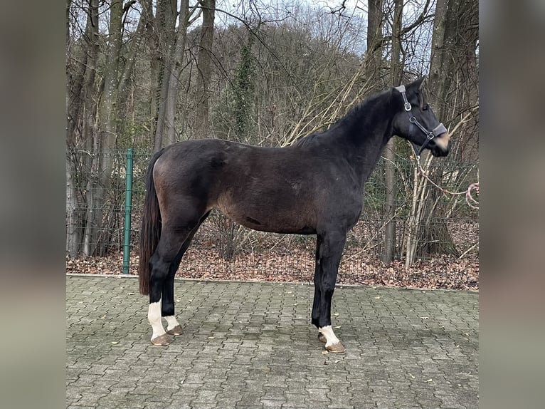 Westfaliano Giumenta 2 Anni 168 cm Baio scuro in Verl