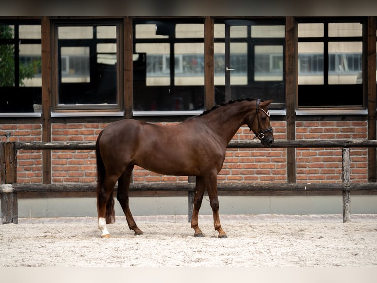 Westfaliano Giumenta 2 Anni 168 cm Sauro scuro in Heidesheim am Rhein