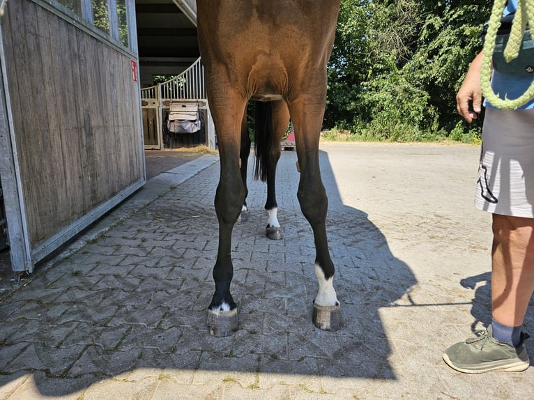 Westfaliano Giumenta 2 Anni 172 cm Baio scuro in Mettmann