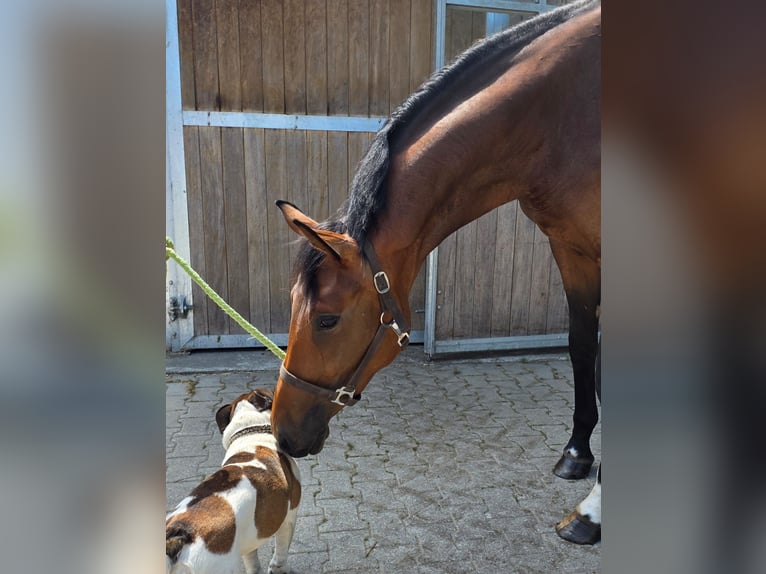Westfaliano Giumenta 2 Anni 172 cm Baio scuro in Mettmann