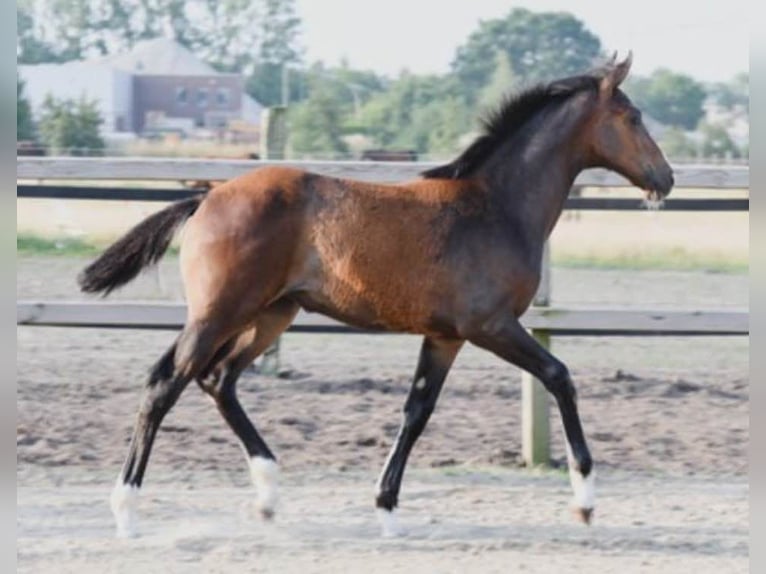 Westfaliano Giumenta 2 Anni Baio in Ascheberg