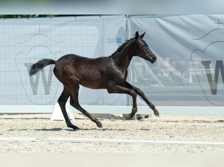 Westfaliano Giumenta 2 Anni Baio scuro in Hamm